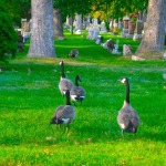 Local Wildlife - Canada Geese